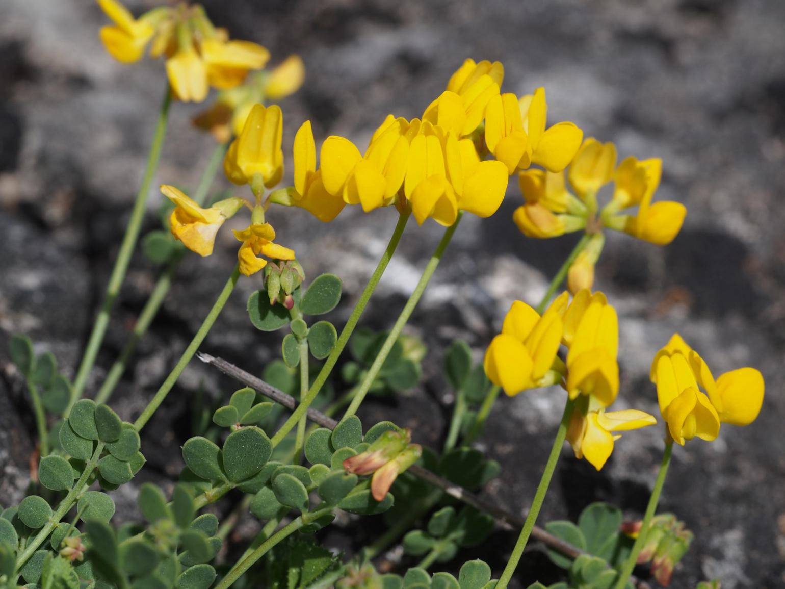 Scorpion vetch, [Dwarf]